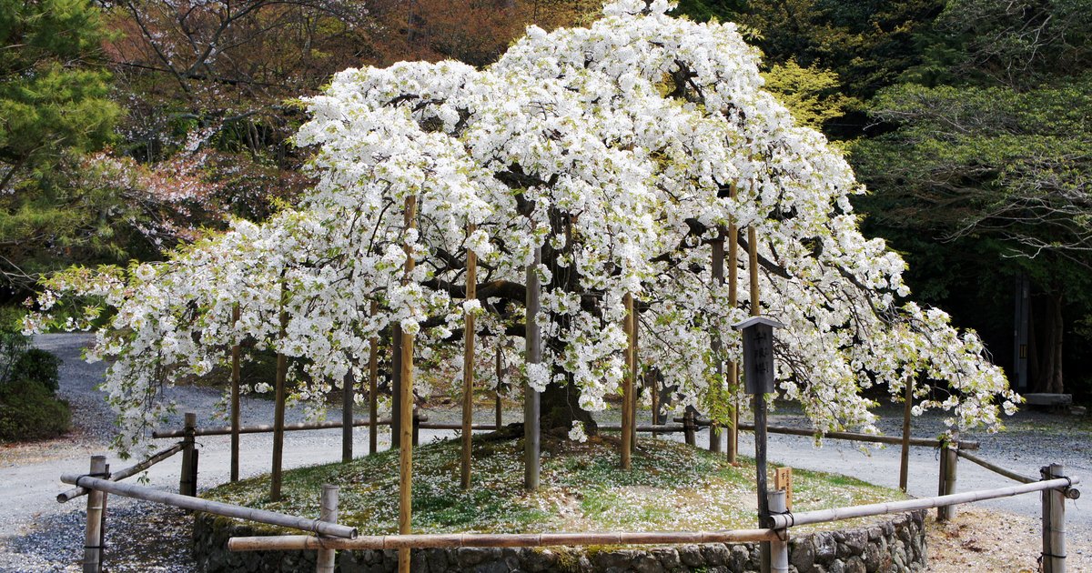 大原野神社（京都市西京区）